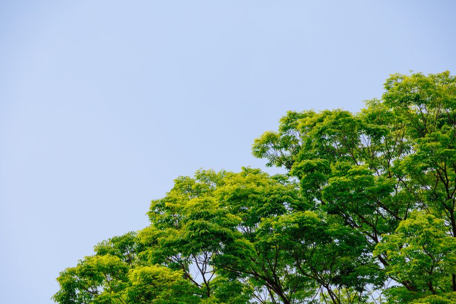 Fresh young leaves against the sky