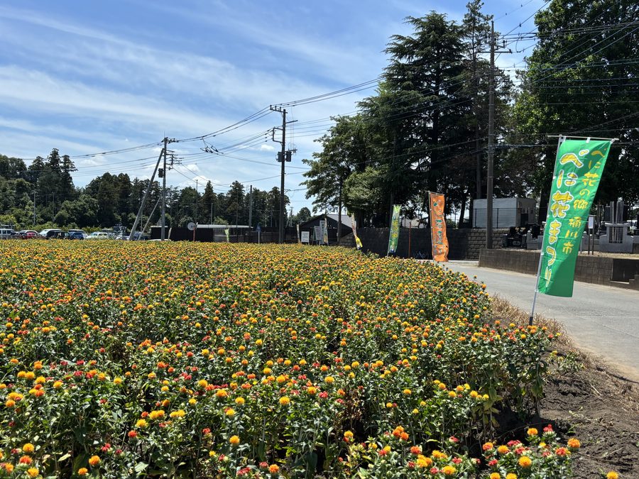 A safflower (benibana) field in bloom