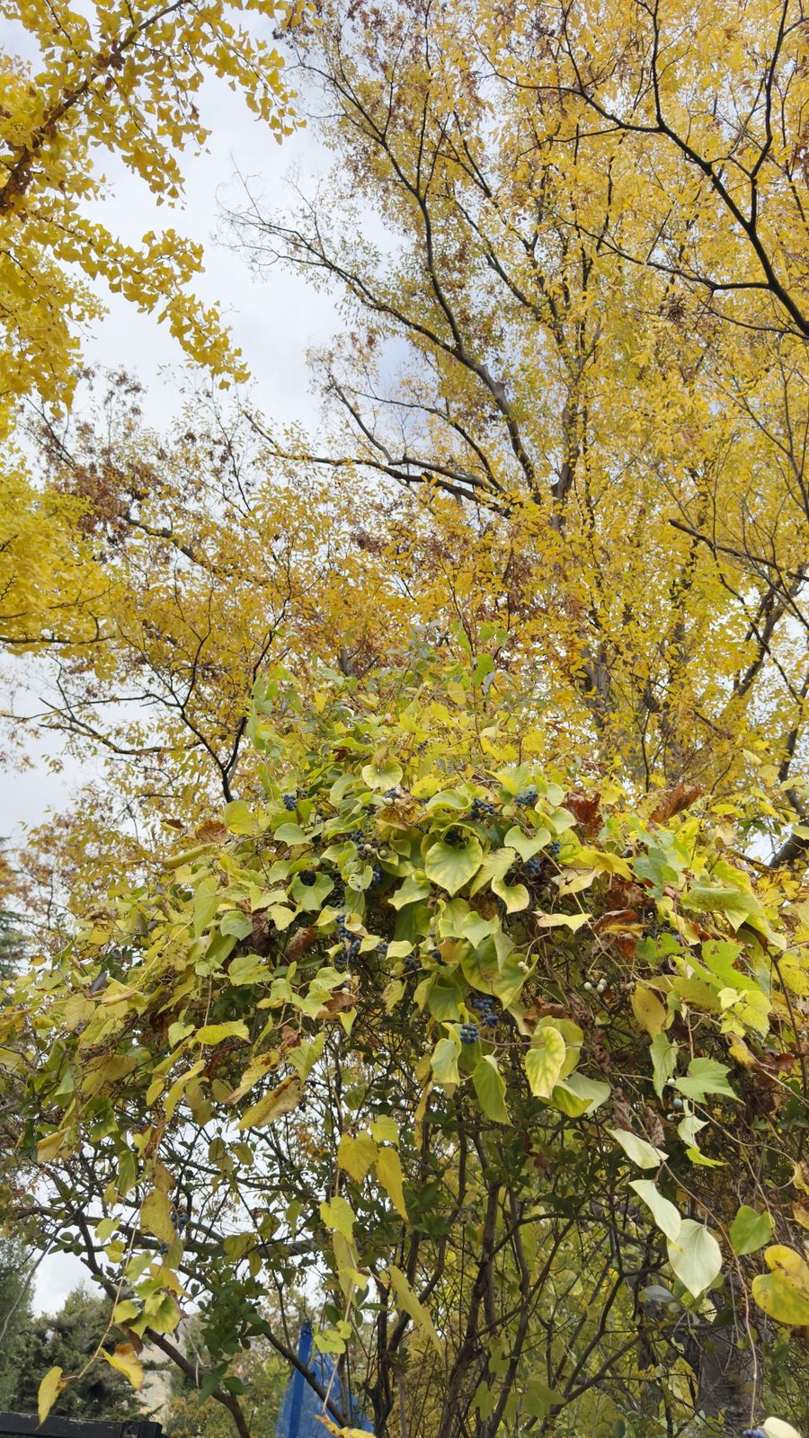 Wild grape (ebizuru) vine in autumn