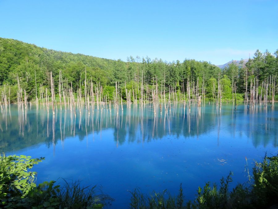 The Blue Pond of Biei, Hokkaidō