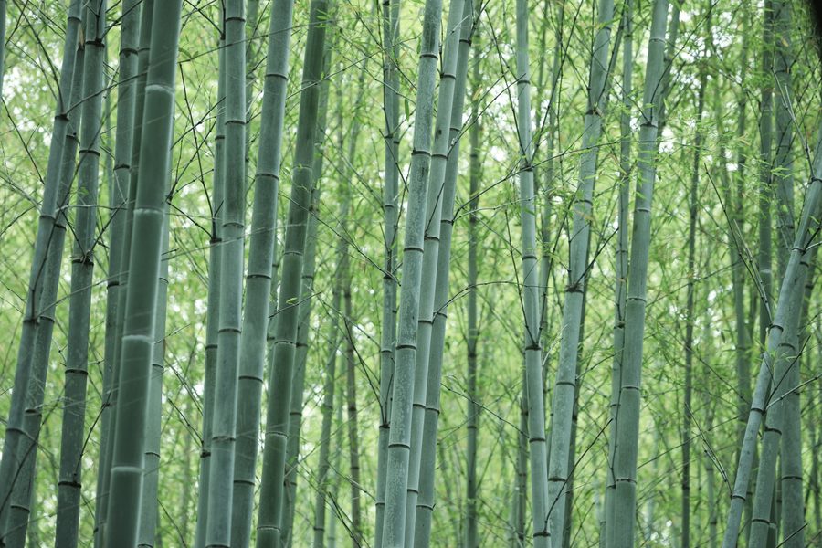 The bamboo grove of Arashiyama, Kyoto