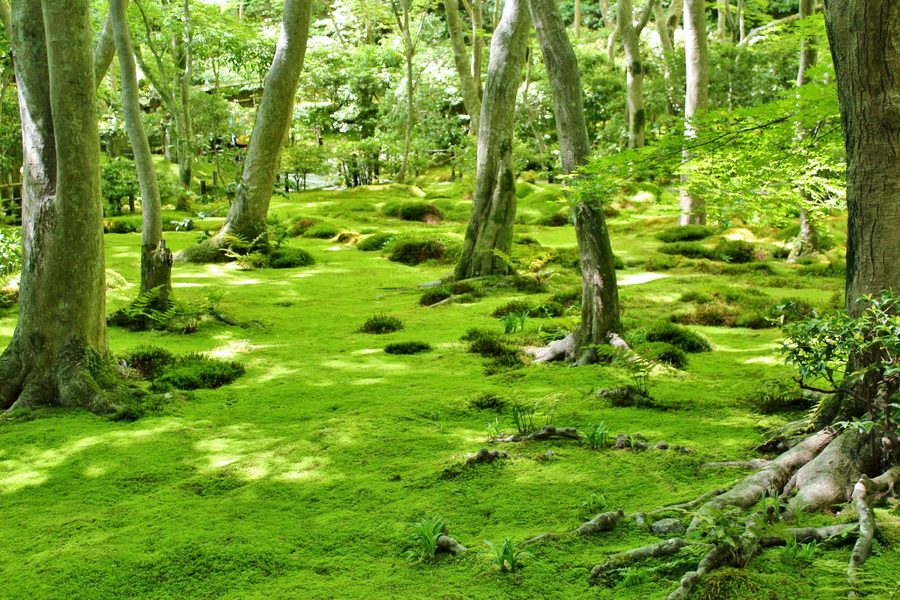 Moss garden and green maples at Giō-ji, Kyoto