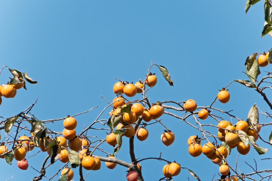 Ripe persimmons against an autumn sky
