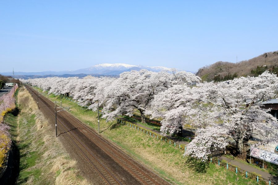 The Hitome Senbonzakura cherry rows along the Shiroishi river