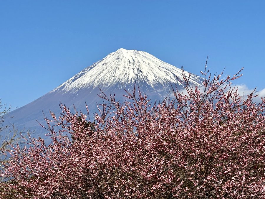 Red plum blossoms against Mount Fuji