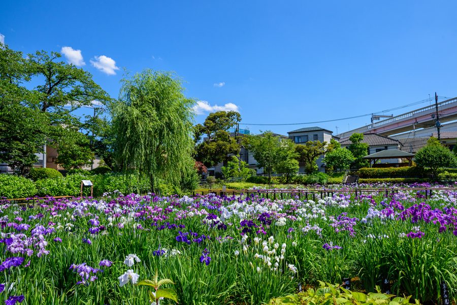 Iris garden at Horikiri, Tokyo