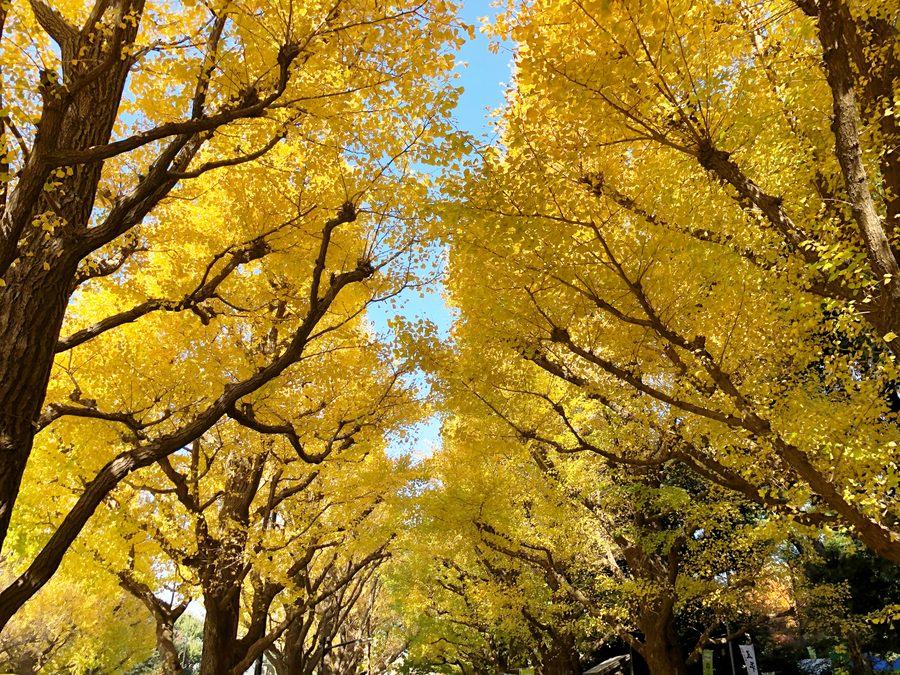 Golden ginkgo avenue in autumn