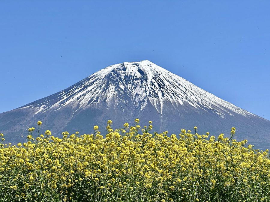 Rapeseed field in bloom below Mount Fuji
