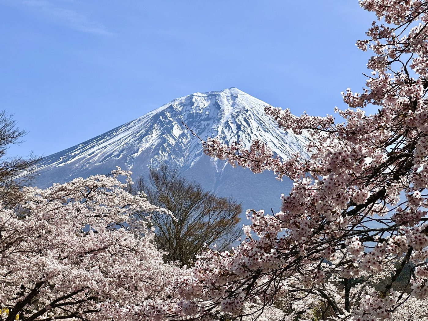 Mount Fuji rising above cherry blossoms in full bloom