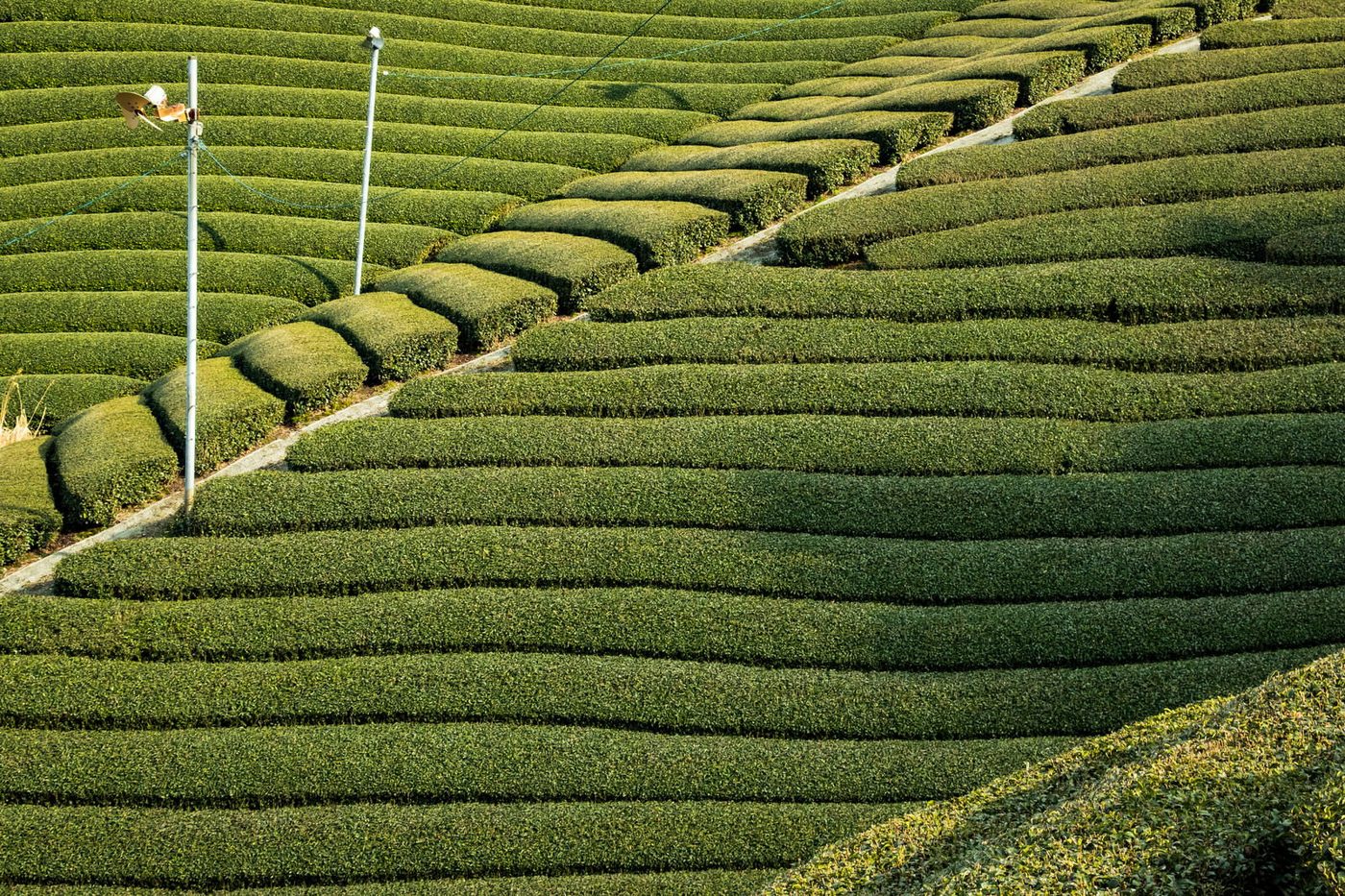 Rows of green tea fields in Wazuka, Kyoto