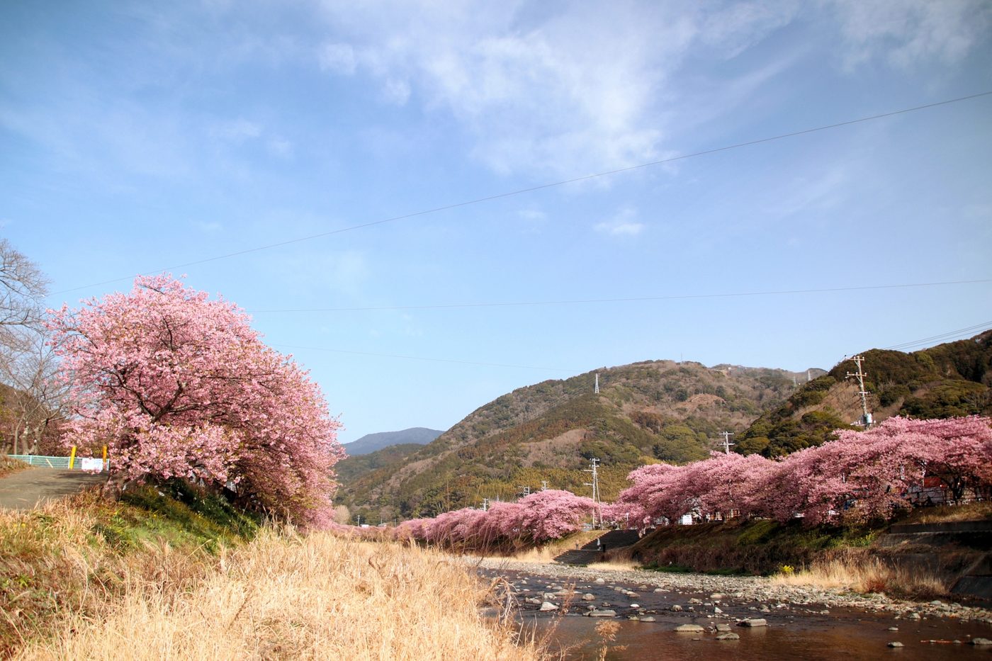 Kawazu cherry trees in full pink bloom along the river
