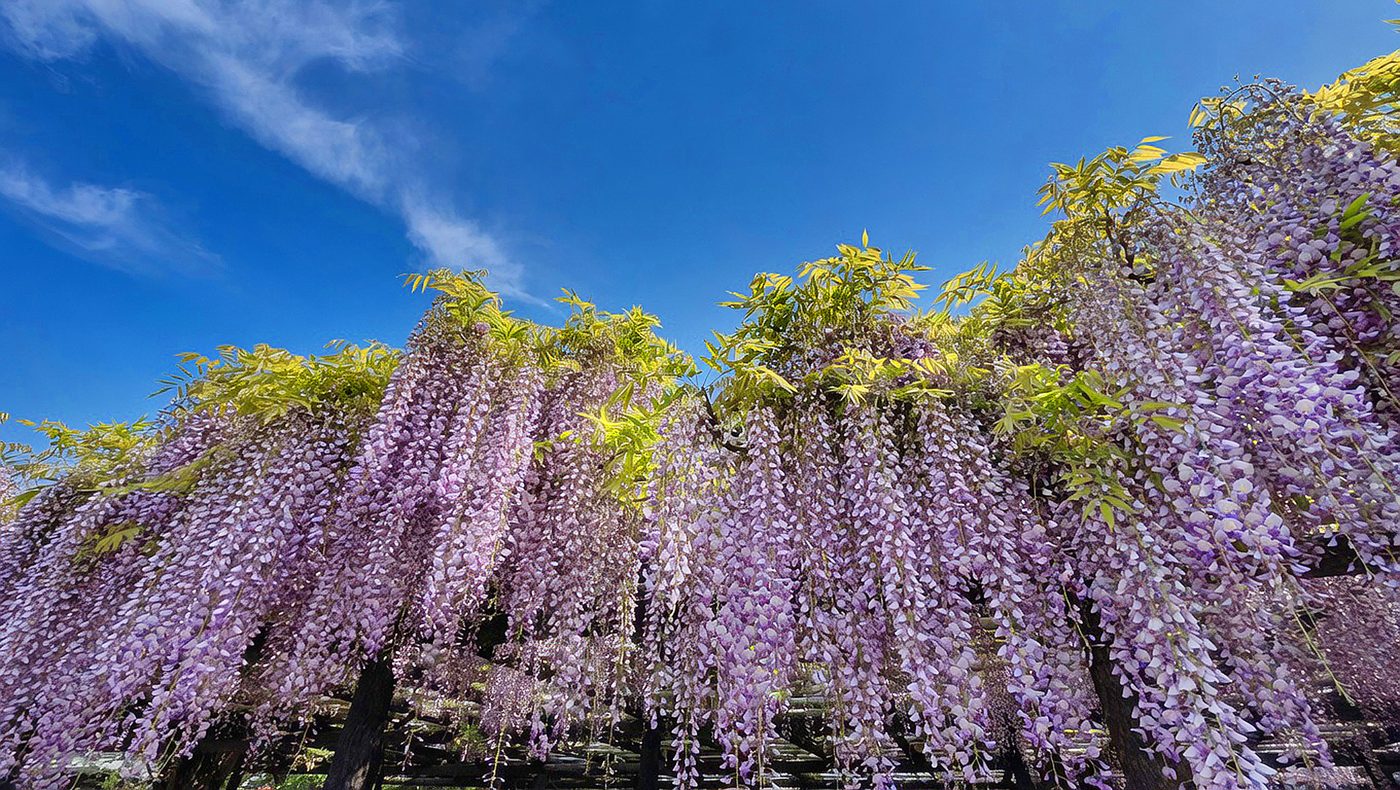 Wisteria trellis in full bloom against a blue sky
