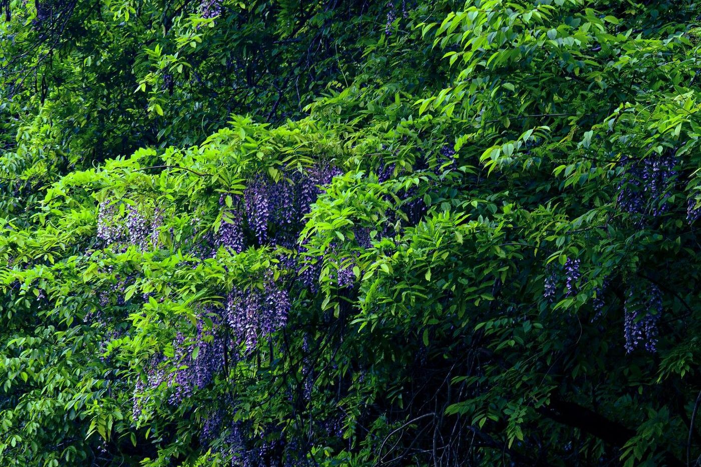 Wisteria clusters hanging among fresh green leaves