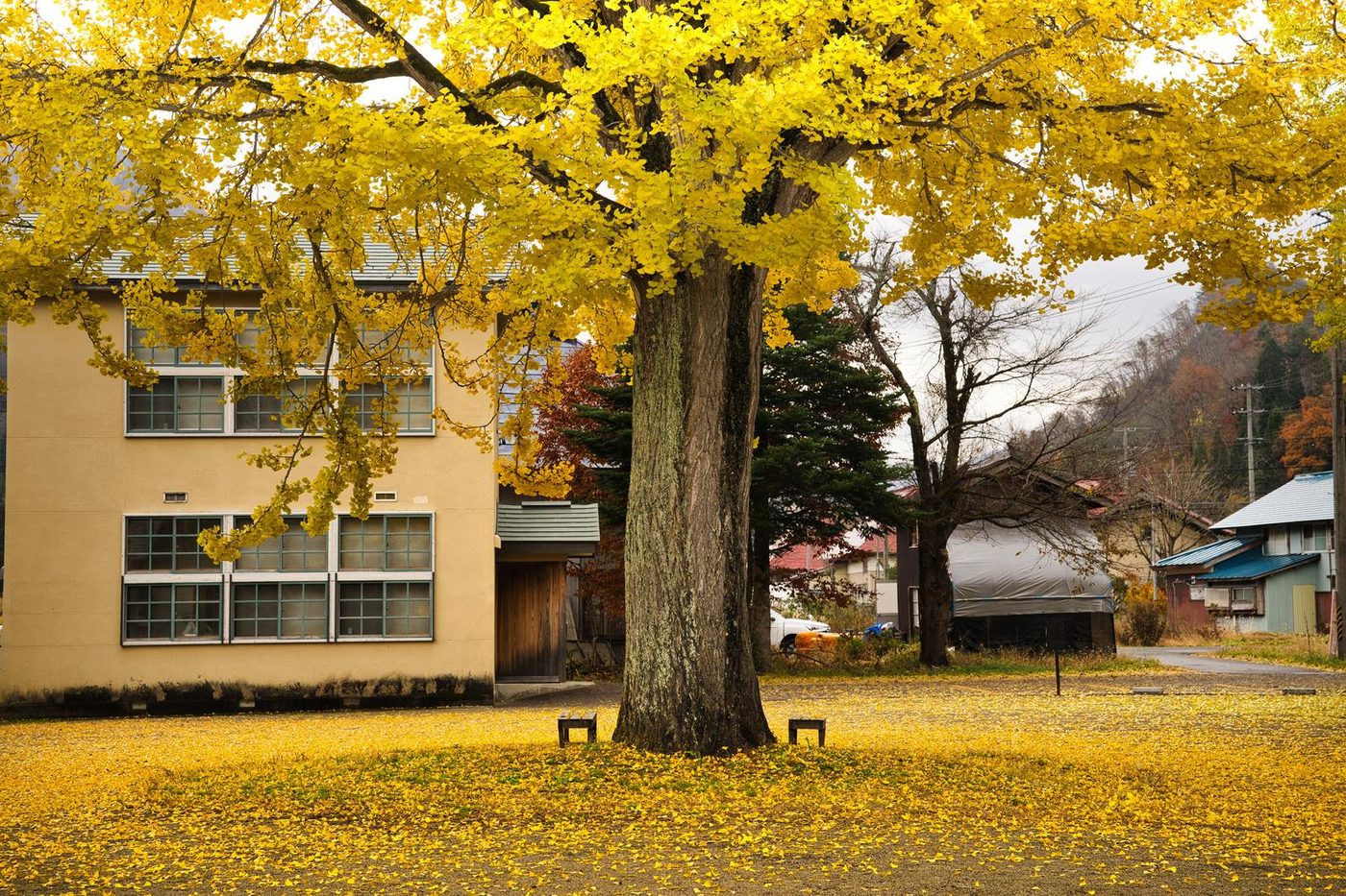 Golden ginkgo tree shedding autumn leaves