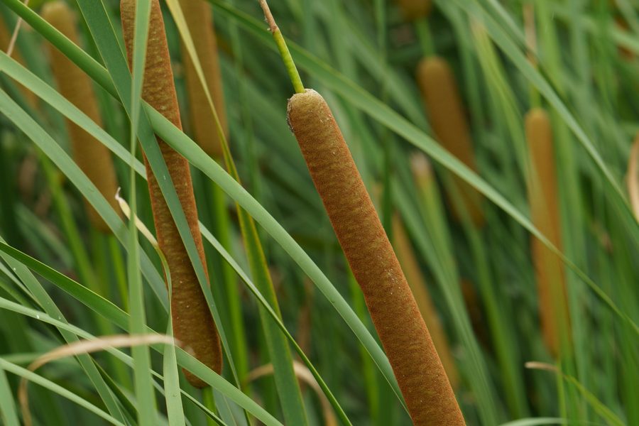 Cattail (gama) spikes by the water
