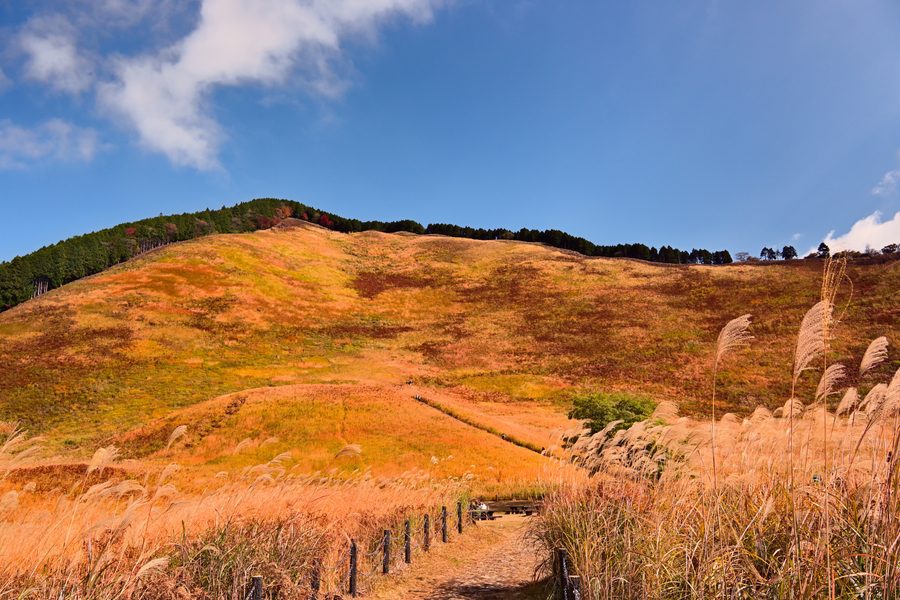 Golden autumn grassland (kariyasu country)