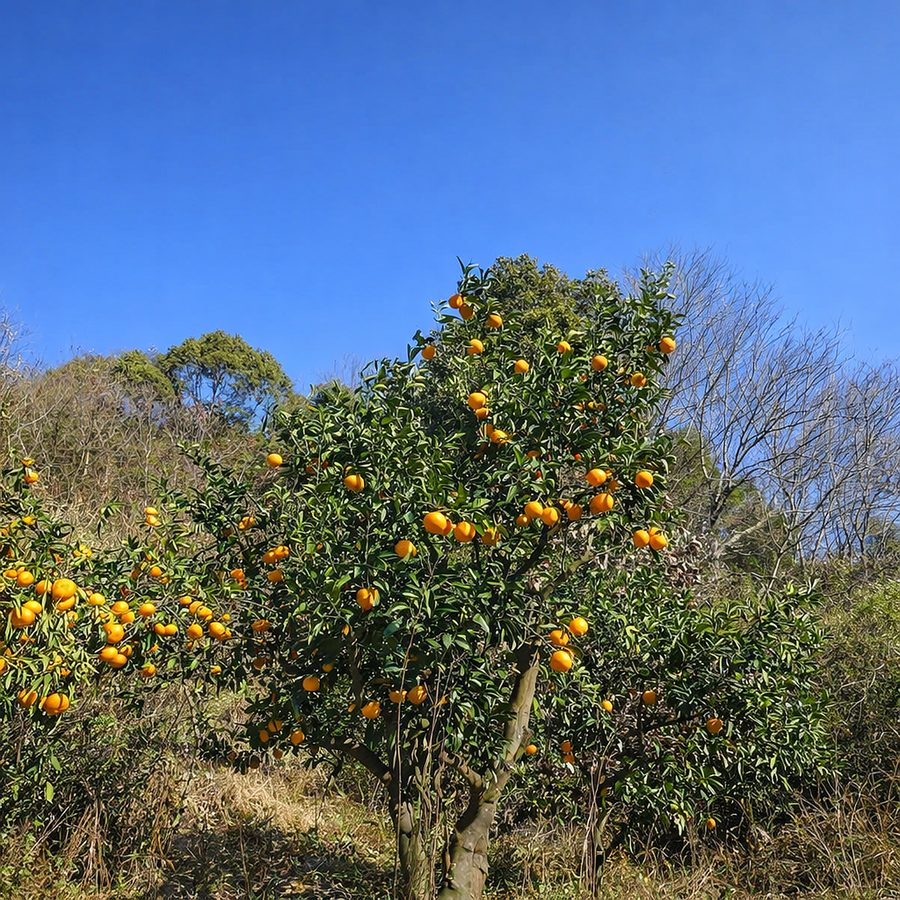 A mandarin orange tree heavy with fruit