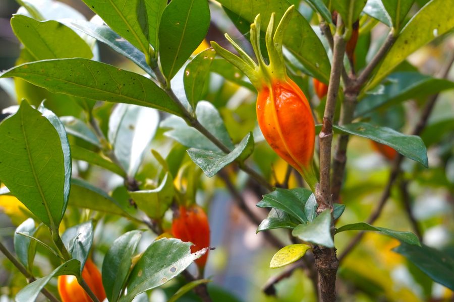 Ripening gardenia (kuchinashi) fruit
