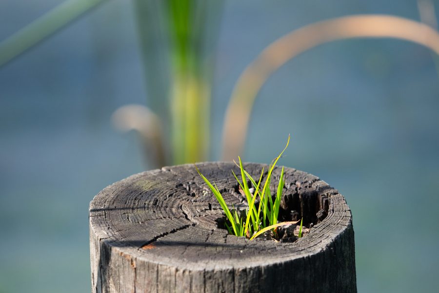 Young sprouts pushing up in spring