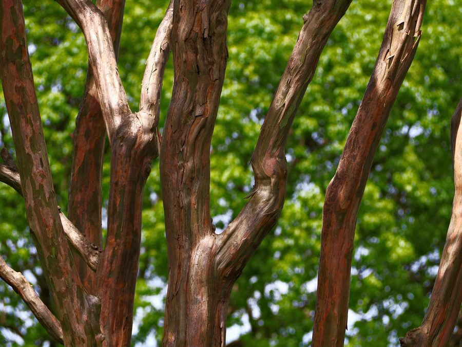 Red-brown tree bark