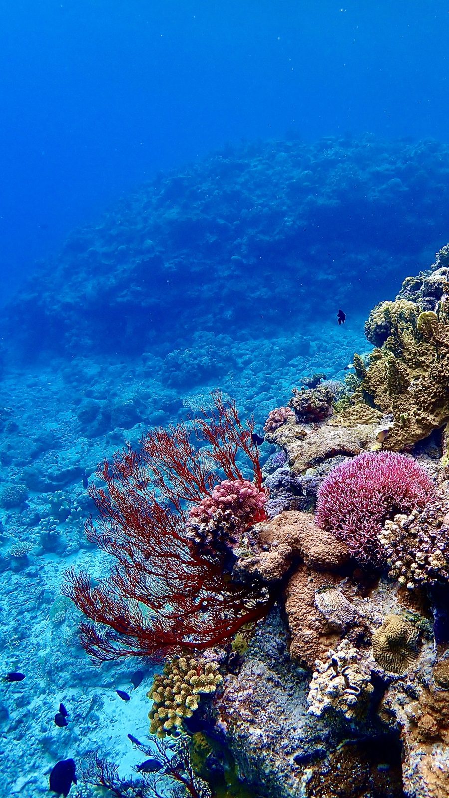 Red coral on a reef