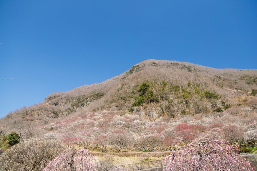 A hillside plum grove in bloom
